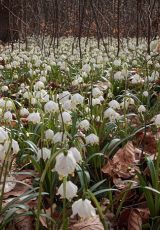 Maerzenbecher bei Hameln